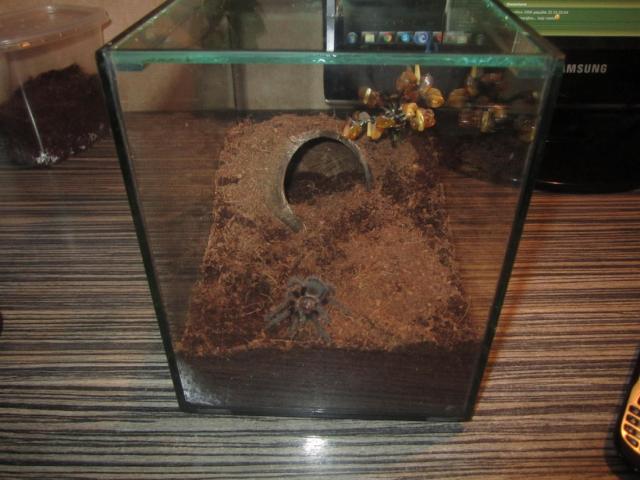 Albopilosum L8 namai 