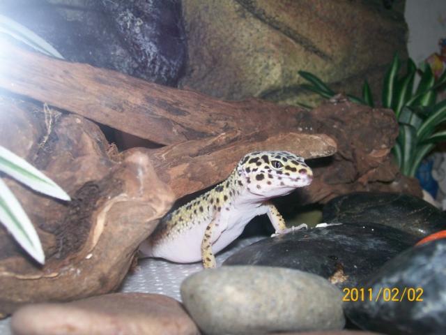 e.macularius