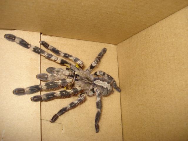P Regalis