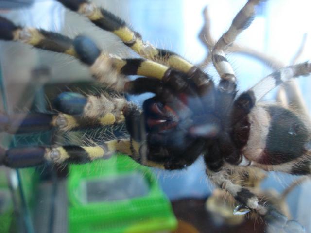 P Regalis