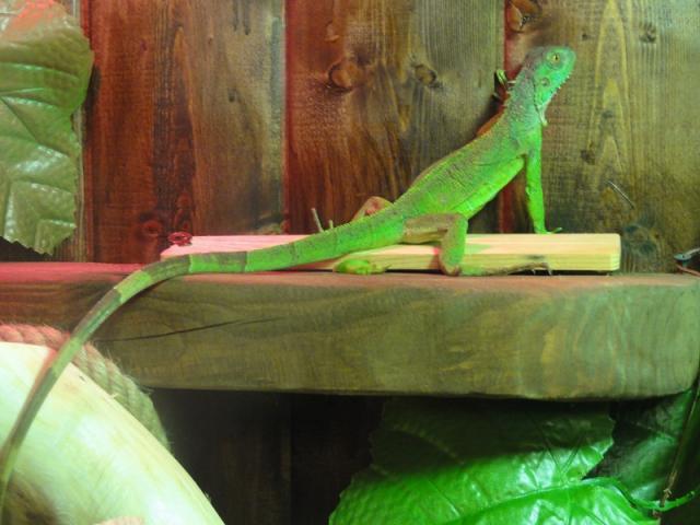 mano iguana