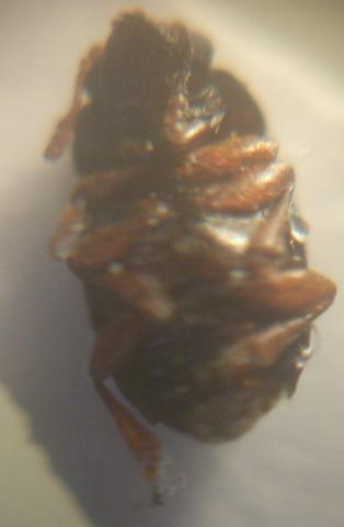 B.pulicarius