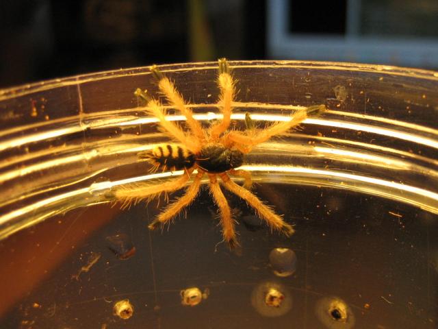 T. gigas