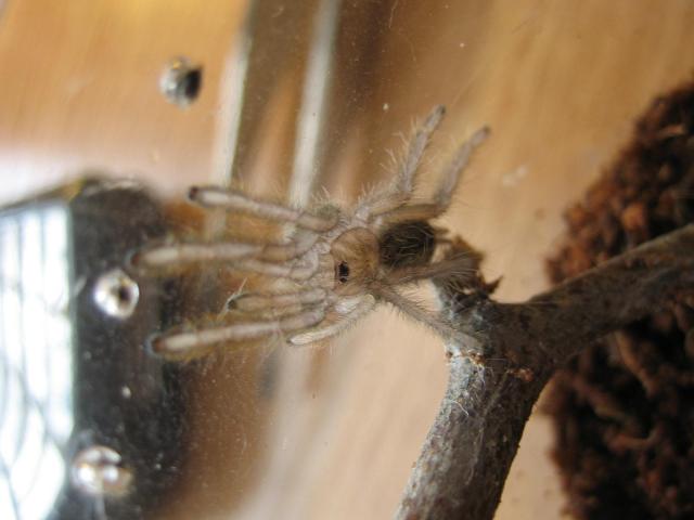Stromatopelma calceatum