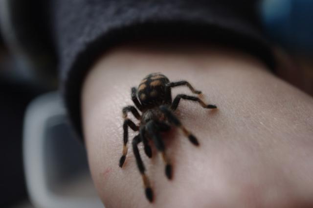 irminia