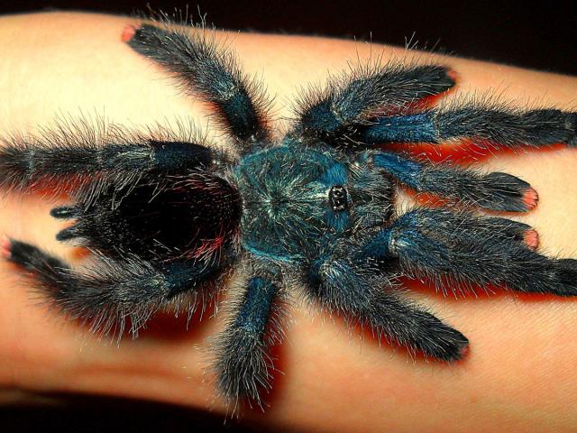 A.Metalika