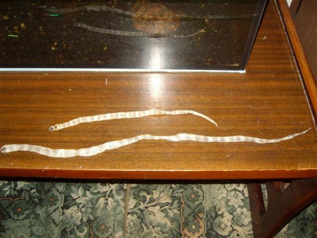 Lampropeltis triangulum campbelli