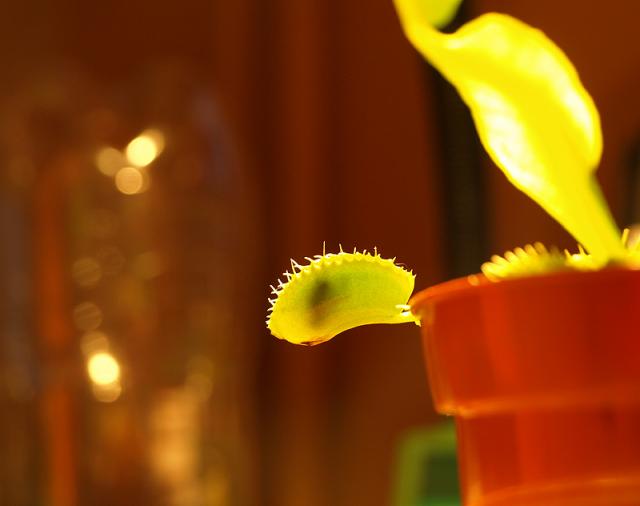 Dionaea muscipula