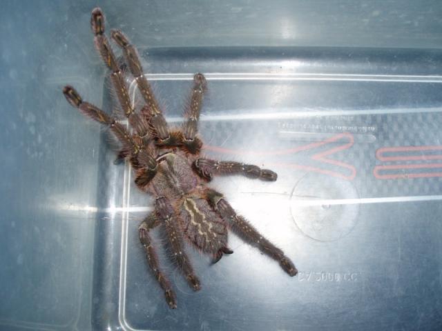 P. Ornata