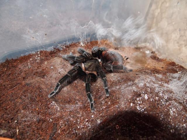 Brachypelma vagans