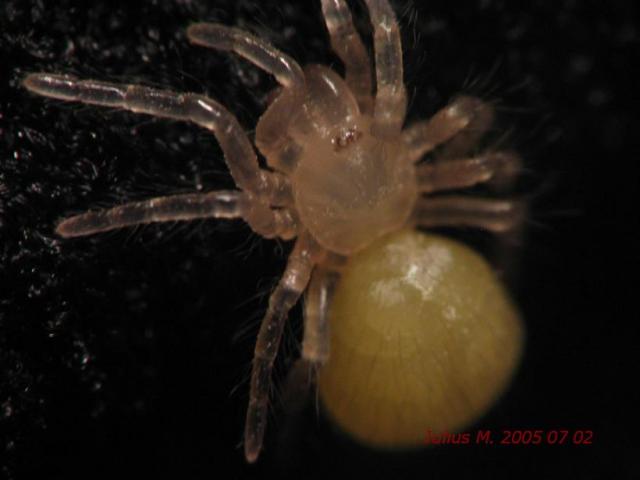 B. albopilosum