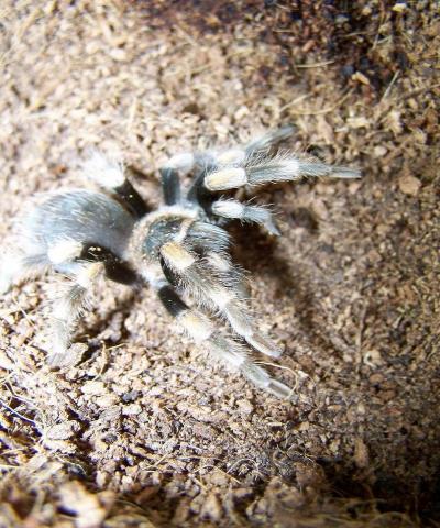 Red Knee