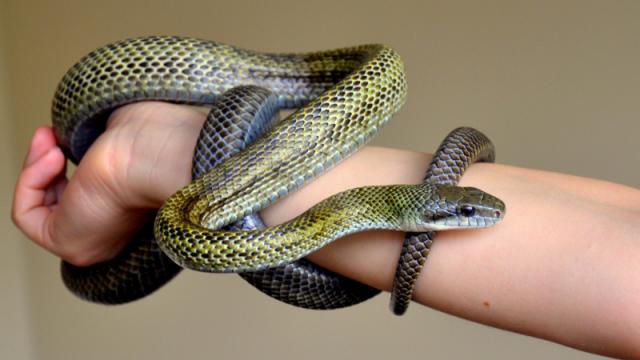 Elaphe climacophora