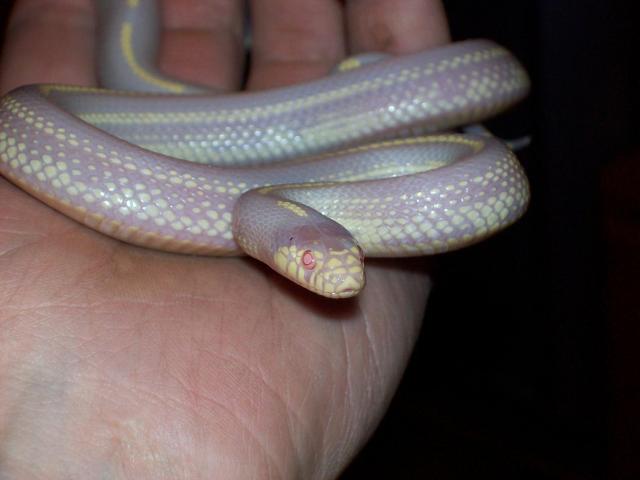 LAMPROPELTIS G.C.ALBINOS