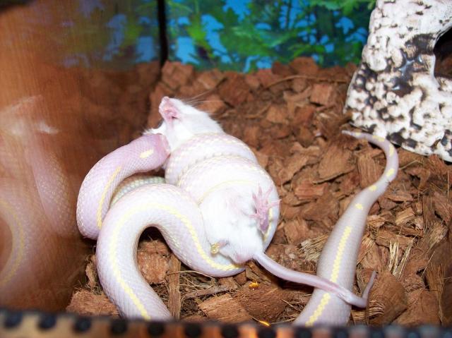 LAMPROPELTIS G.C.ALBINOS