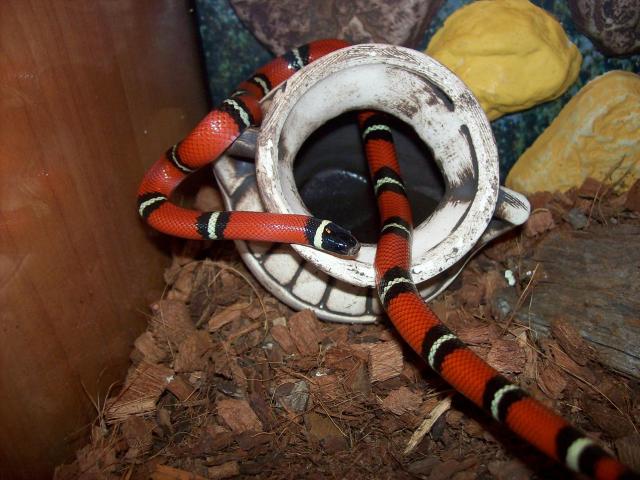 sinaloae