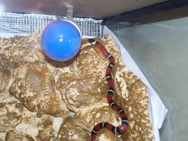 Mano sinaloae