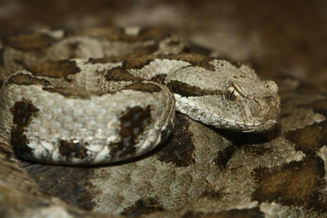 Vipera xanthina