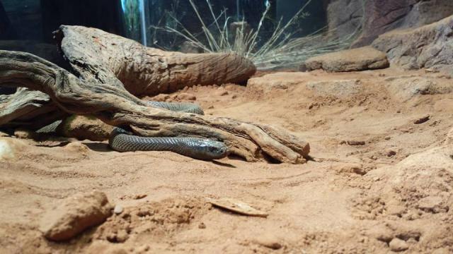 Inland taipan