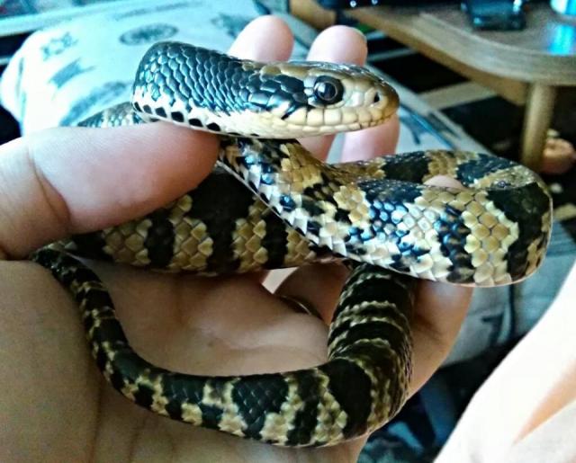 H.gigas
