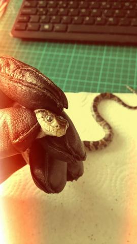 Hydrodynastes Gigas