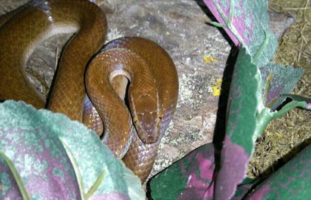 Boaedon fuliginosus