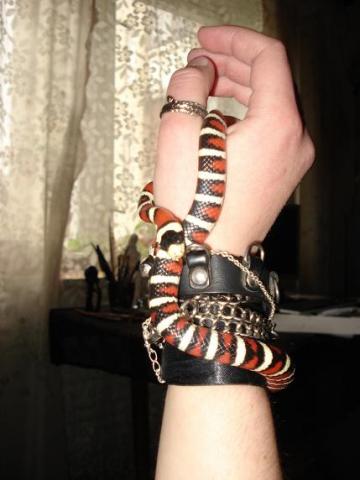 Lampropeltis pyromelana woodini