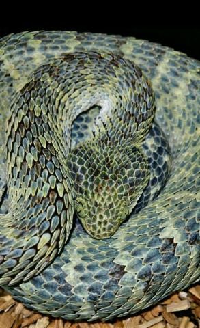 Atheris squamigera