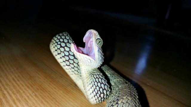 Atheris squamigera