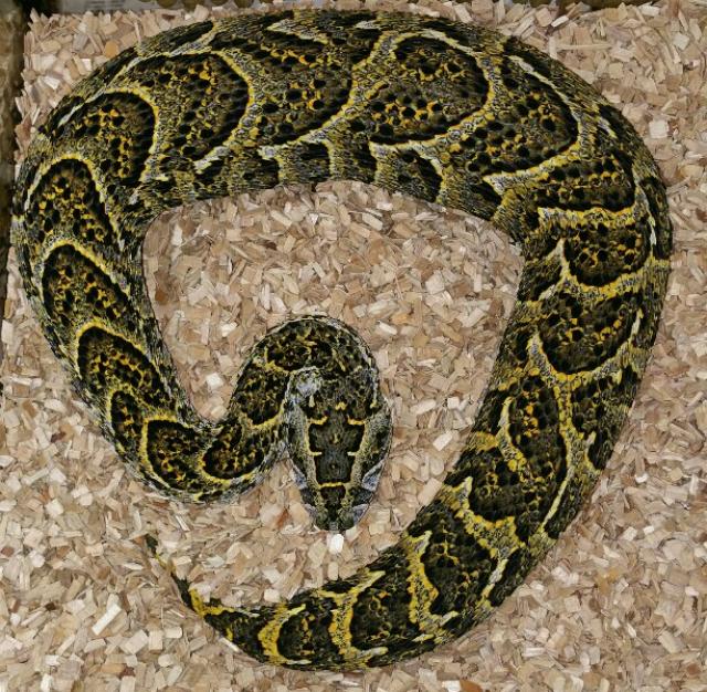 Bitis arietans