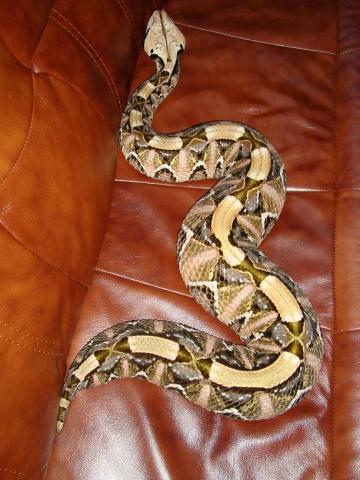 b. gabonica