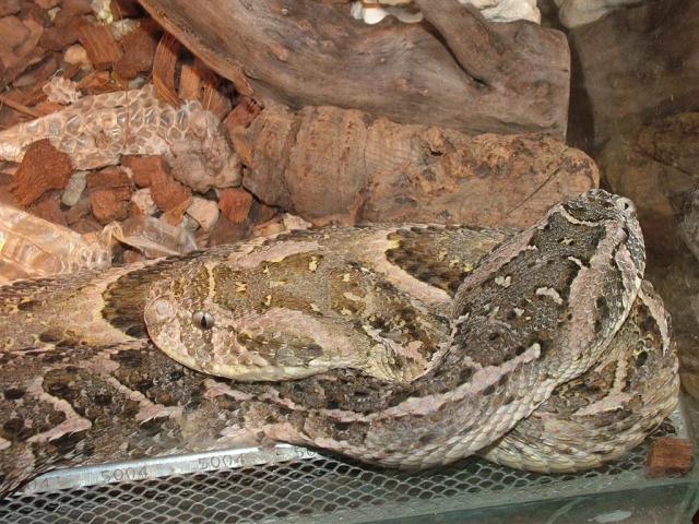 Bitis arietans
