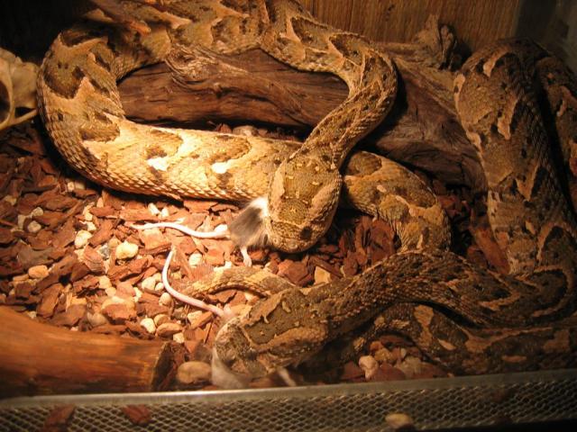 Bitis arietans