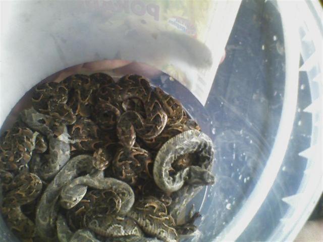 Bitis arietans jaunikliai
