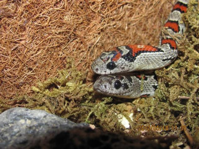 Lampropeltis mexicana mexicana