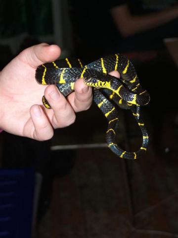 Boiga dendrophila