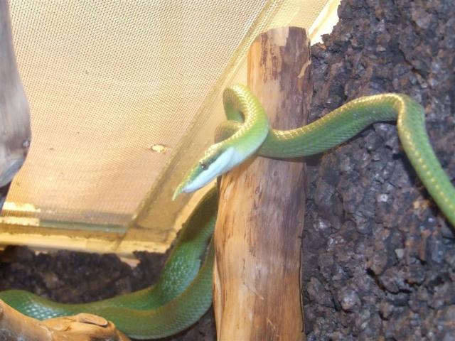 Rhynchophis boulengeri