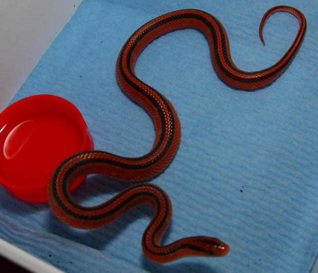 Oreocryptophis porphyraceus coxi