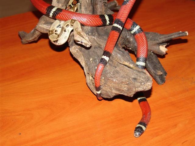 Tie patys