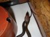dsc02072_t1.jpg