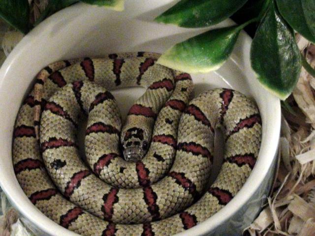 Lampropeltis mexicana thayeri