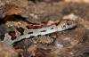 dsc04422_t1.jpg