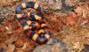 dsc04526_t1.jpg