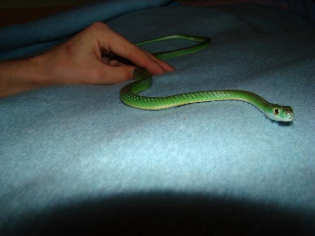 Philothamnus natalensis