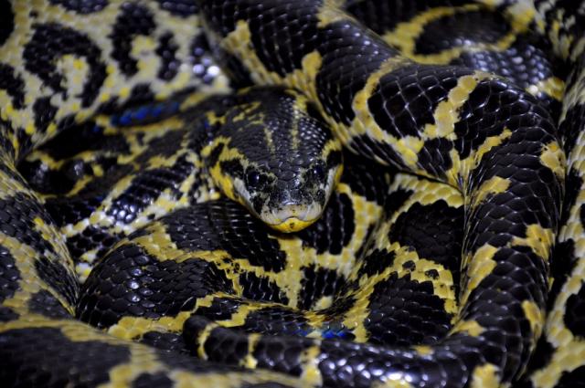 Eunectes notaeus