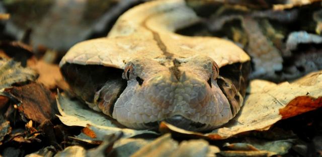 Gabono angis (Bitis gabonica)