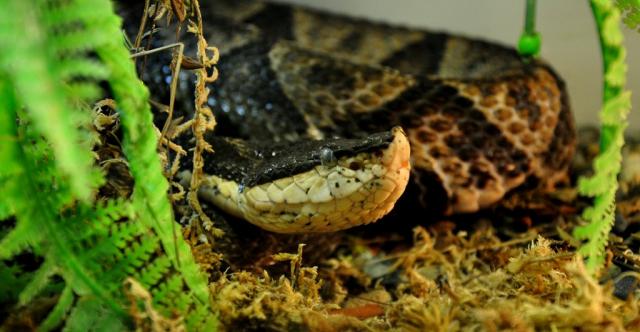 Deinagkistrodon acutus