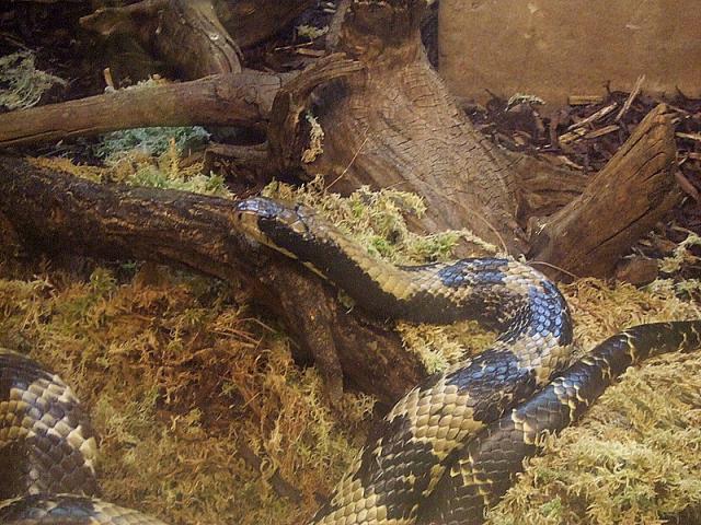 Ryga zoo
