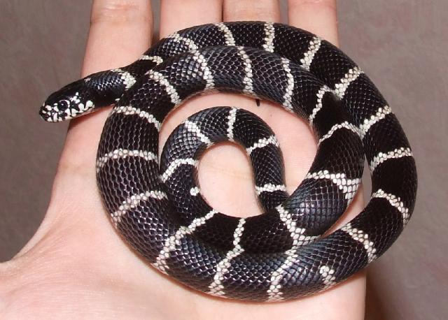 Lampropeltis getulus