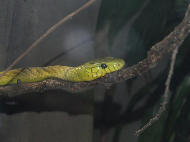 Green mamba